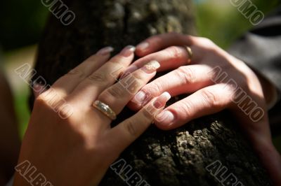 Touch of the hands of bride and groom with rings