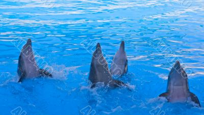 Dolphin Show Dolphin Show