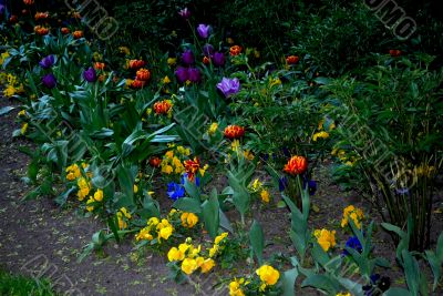 Evening flowers.