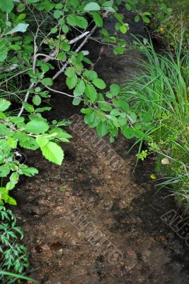 Forest stream.