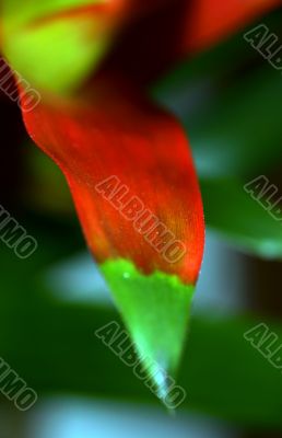 Red-green plant leaf