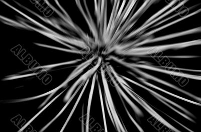 Dry umbel abstract Dry umbel abstract