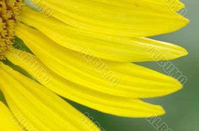 Petals of sunflower close-up over natural background