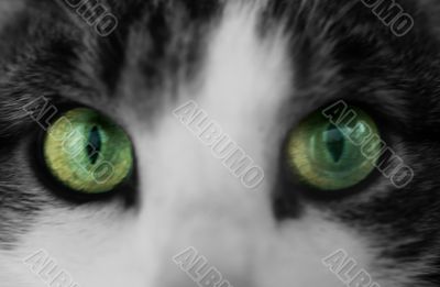 Cats eyes