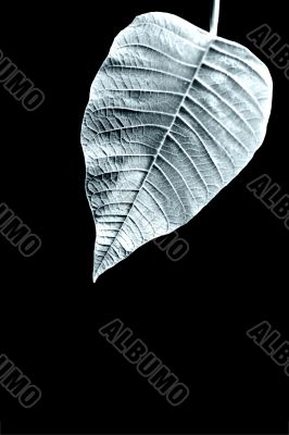 Leaf structures