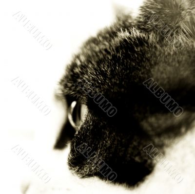 Cat's profile Cat's profile