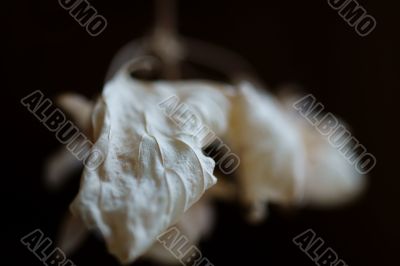 Dried oak leaf