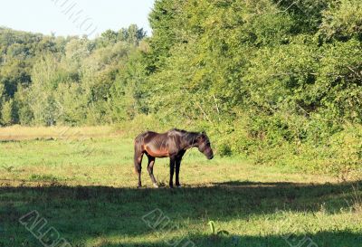 Horse on pasture