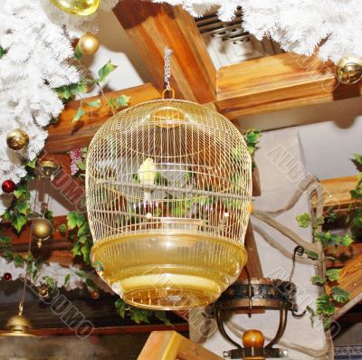 Bird in a cage Bird in a cage