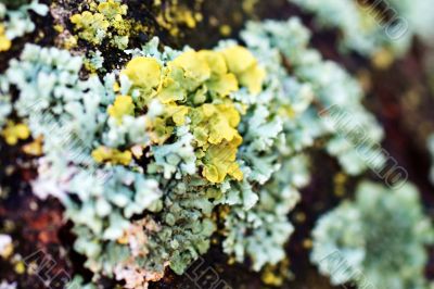 Lichen macro