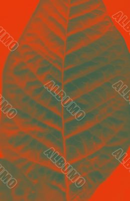 Leaf macro abstract