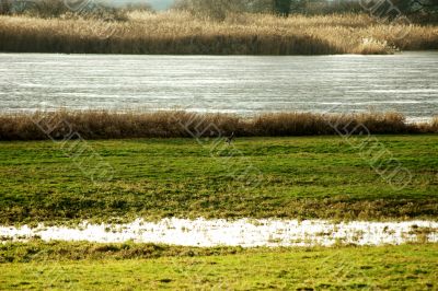 Hare by the river