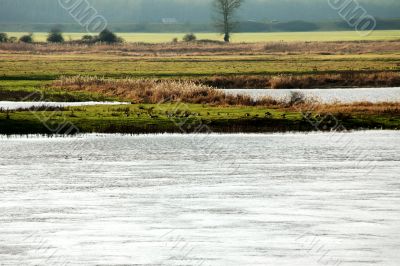 Wild geese by the river