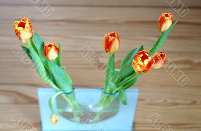 Tulips in a vase 