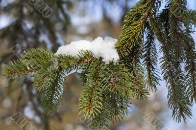 Fir Fir