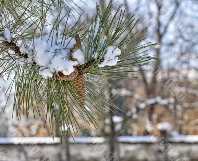 Pine cone