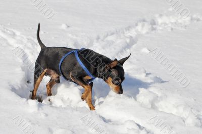 Dog in the snow