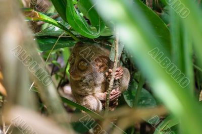 Tarsier