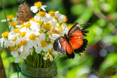 Butterfly on flowers