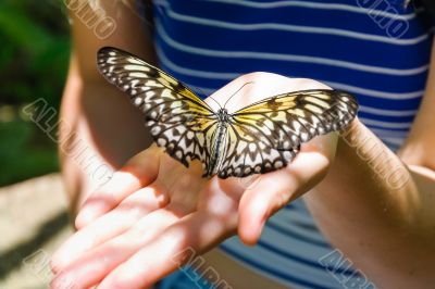 Butterfly on palm