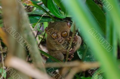 Tarsier