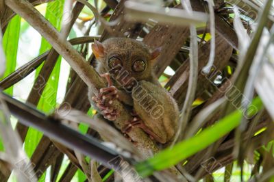 Tarsier