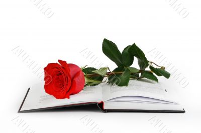 Rose and a book
