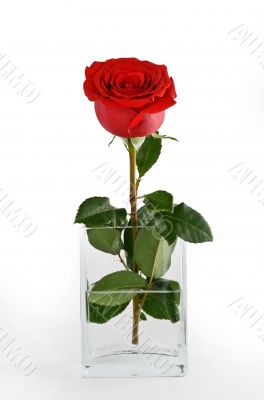 Roses in a Vase Roses in a Vase