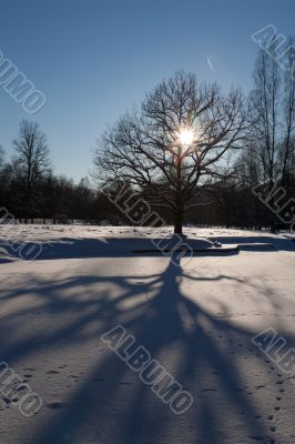 Cold day russian winter polar life