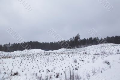 Cold day russian winter polar life