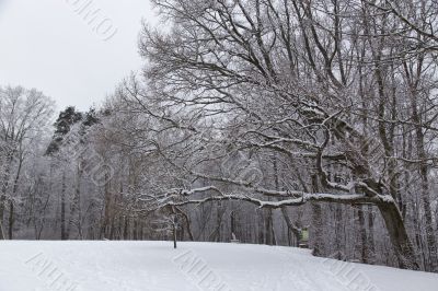 Cold day russian winter polar life