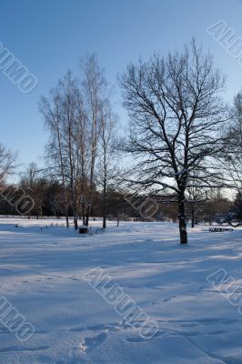 Cold day russian winter polar life