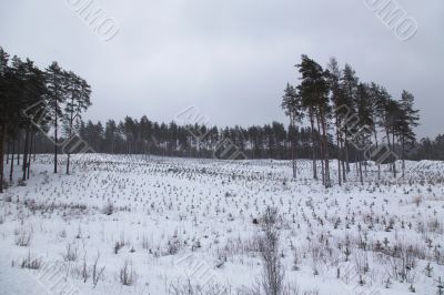 Cold day russian winter polar life