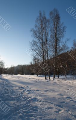 Cold day russian winter polar life