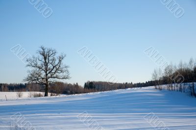 Cold day russian winter polar life