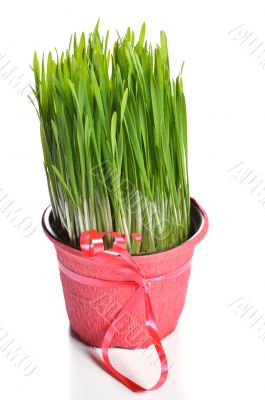 Green wheat grass