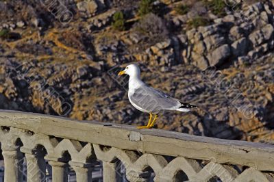 Crimean seagull