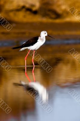 Black-Winged Stilt