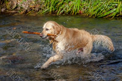 Golden Retriever Golden Retriever