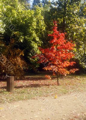 Autumn tree