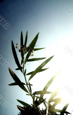 Shrub in the back light