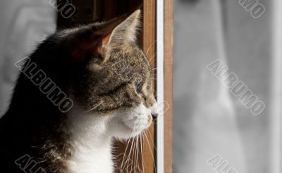 Cat Cat