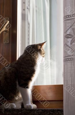 Cat Cat