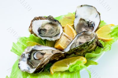 Oysters