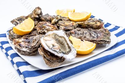 Oysters