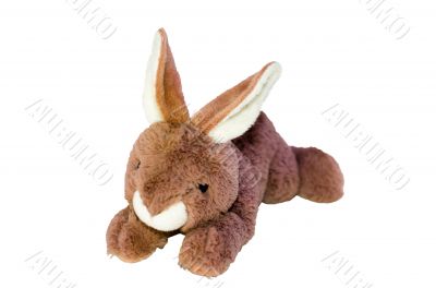 Isolate beautiful plush rabbit