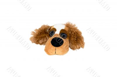 Isolate plush dog