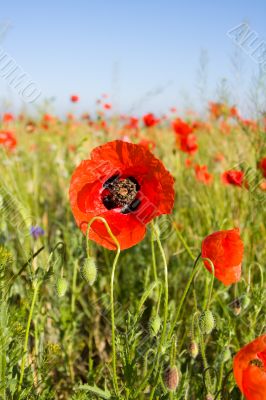 coquelicot