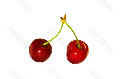 Cherry