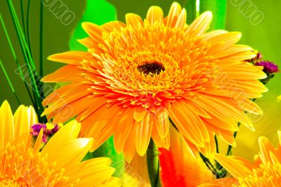 Beautiful sunny flower